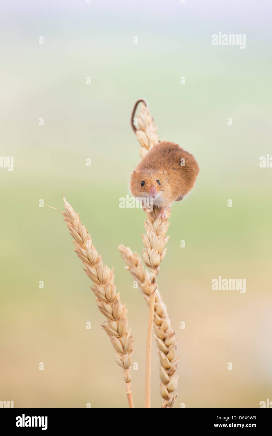 Harvest Mouse on ears of corn Stock Photo Alamy