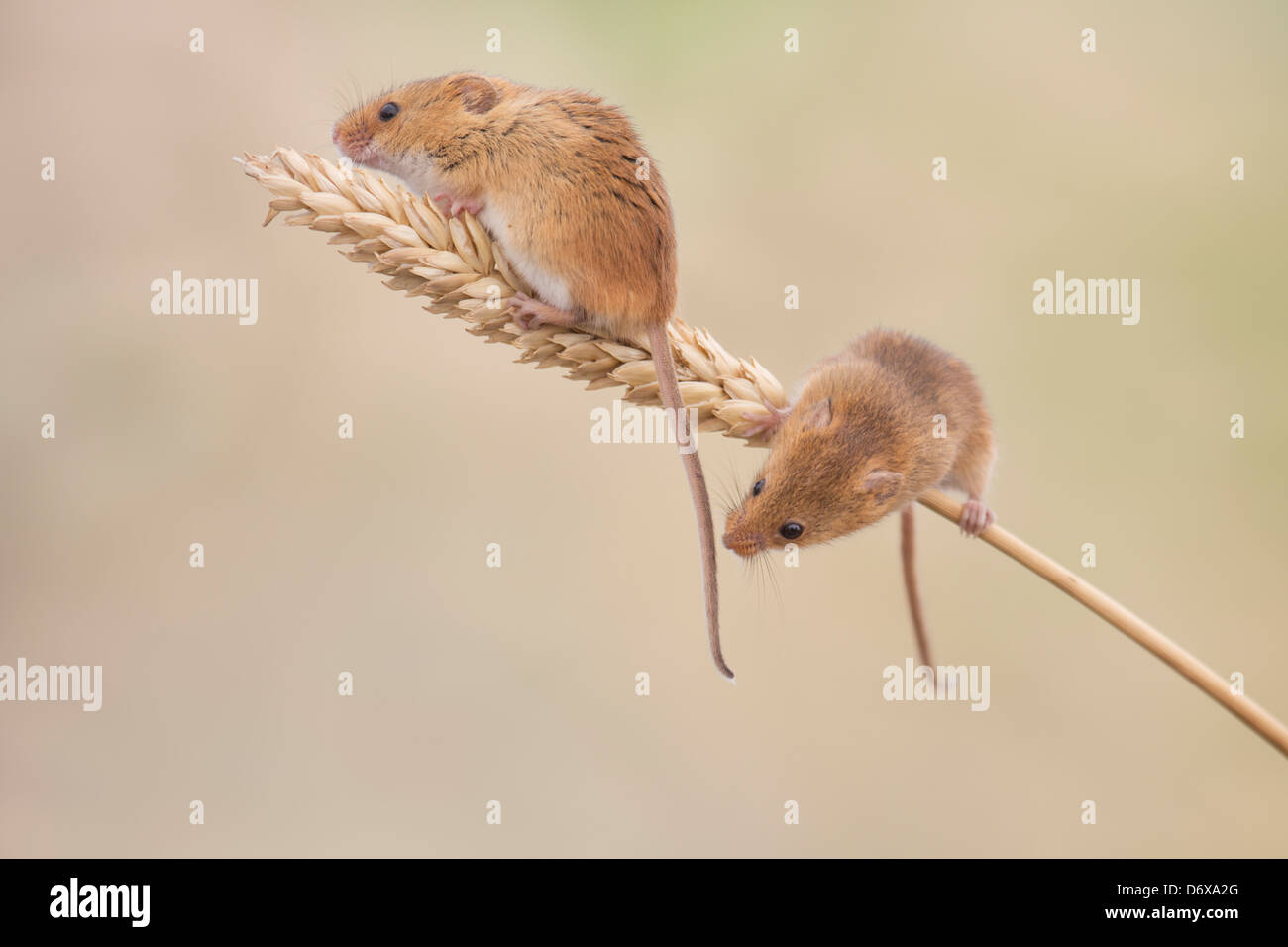 Two harvest mice on ear of corn Stock Photo
