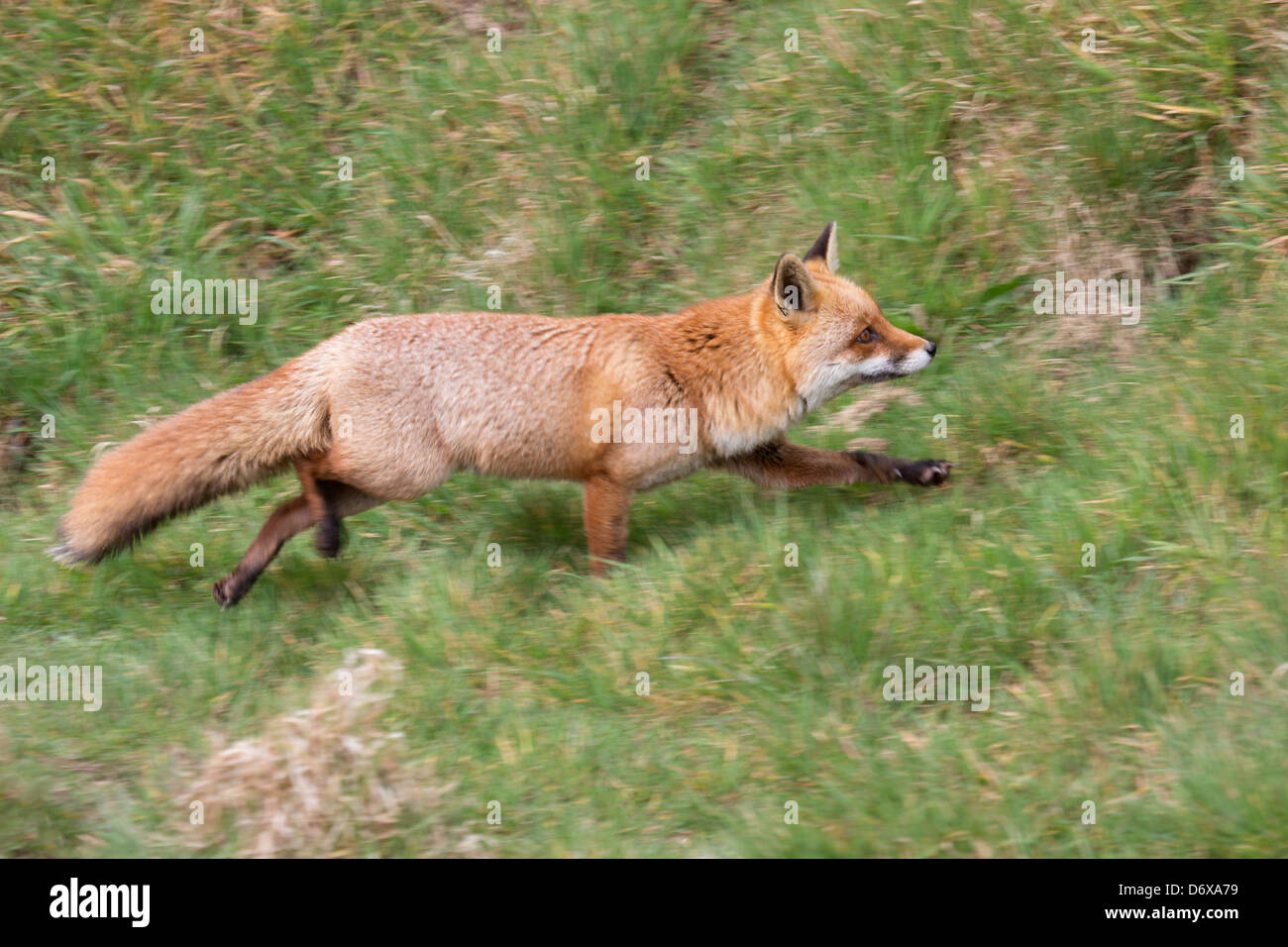 Red fox running Stock Photo - Alamy