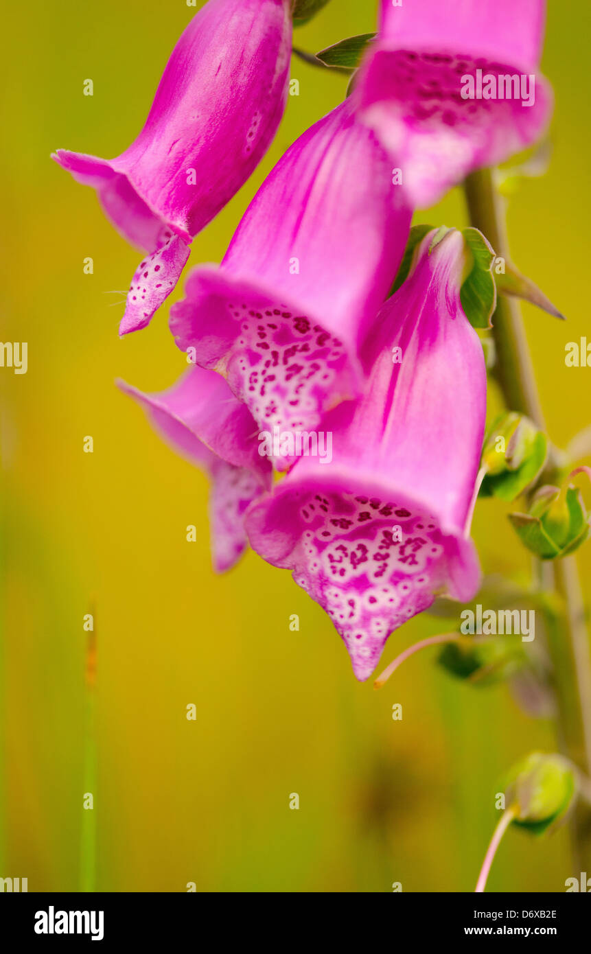 Pink Foxglove Digitalis Stock Photo