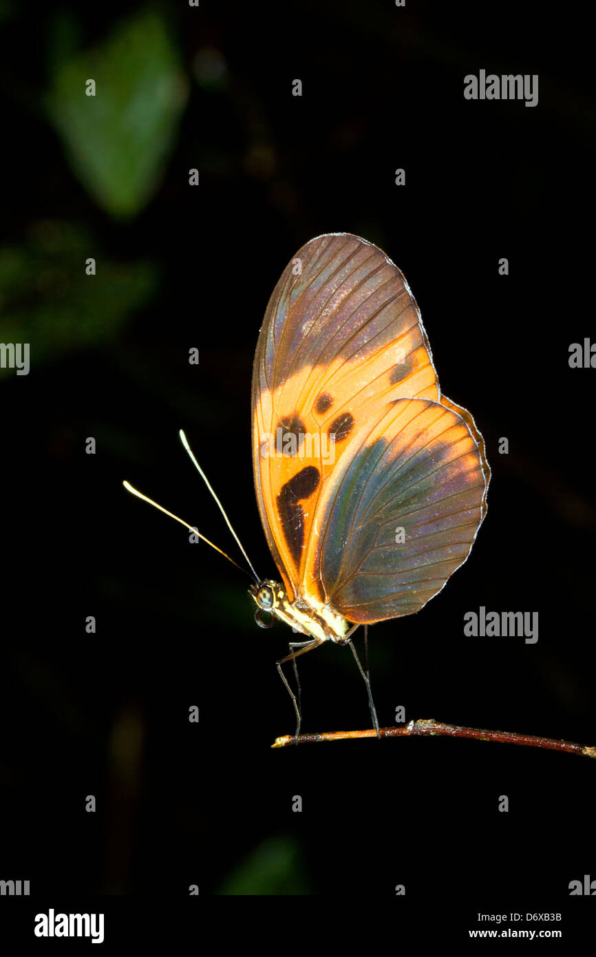 Postman butterfly (Heliconius sp.) roosting in the rainforest understory at night Stock Photo