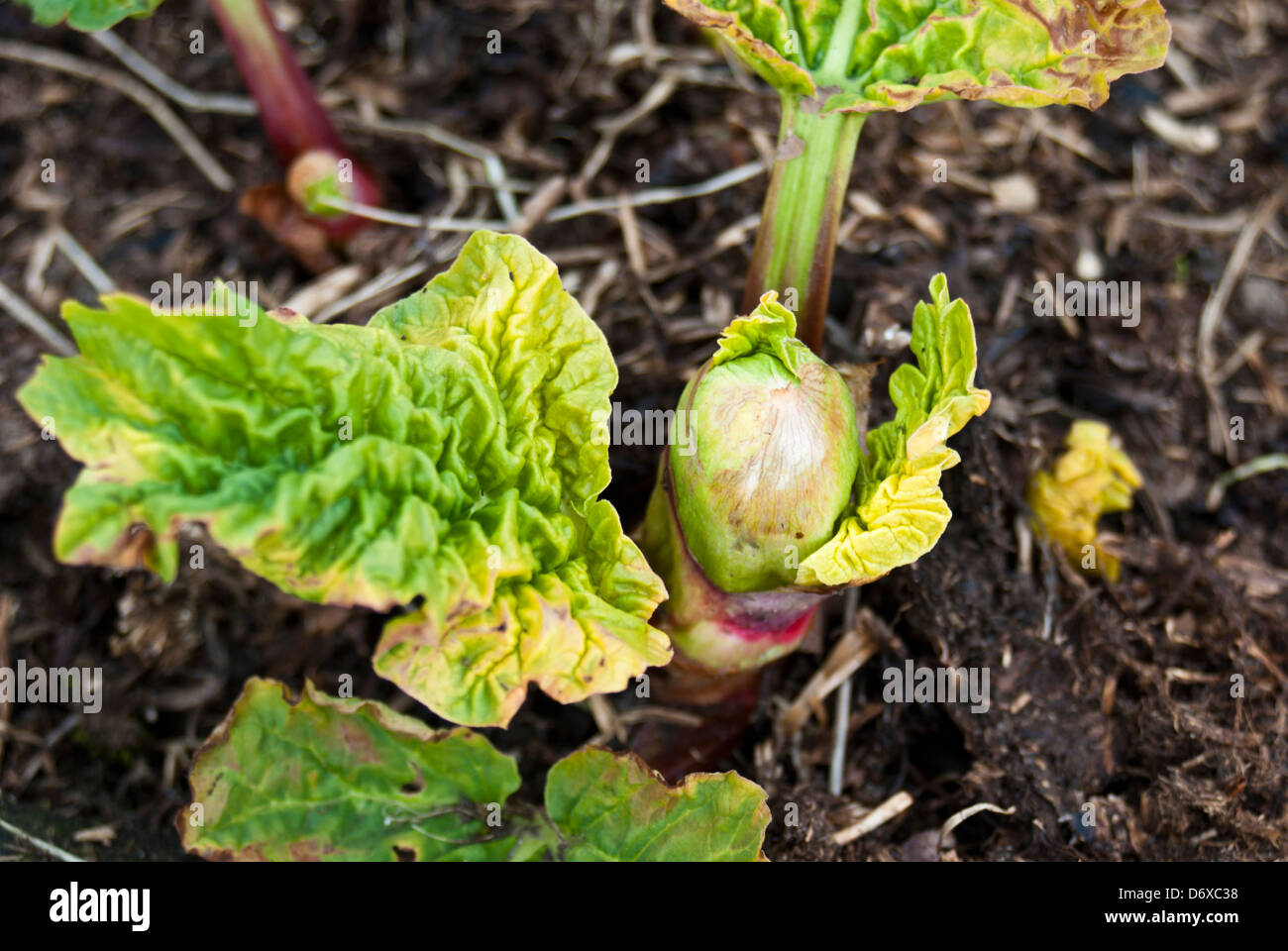 Rhubarb crown Stock Photo Alamy