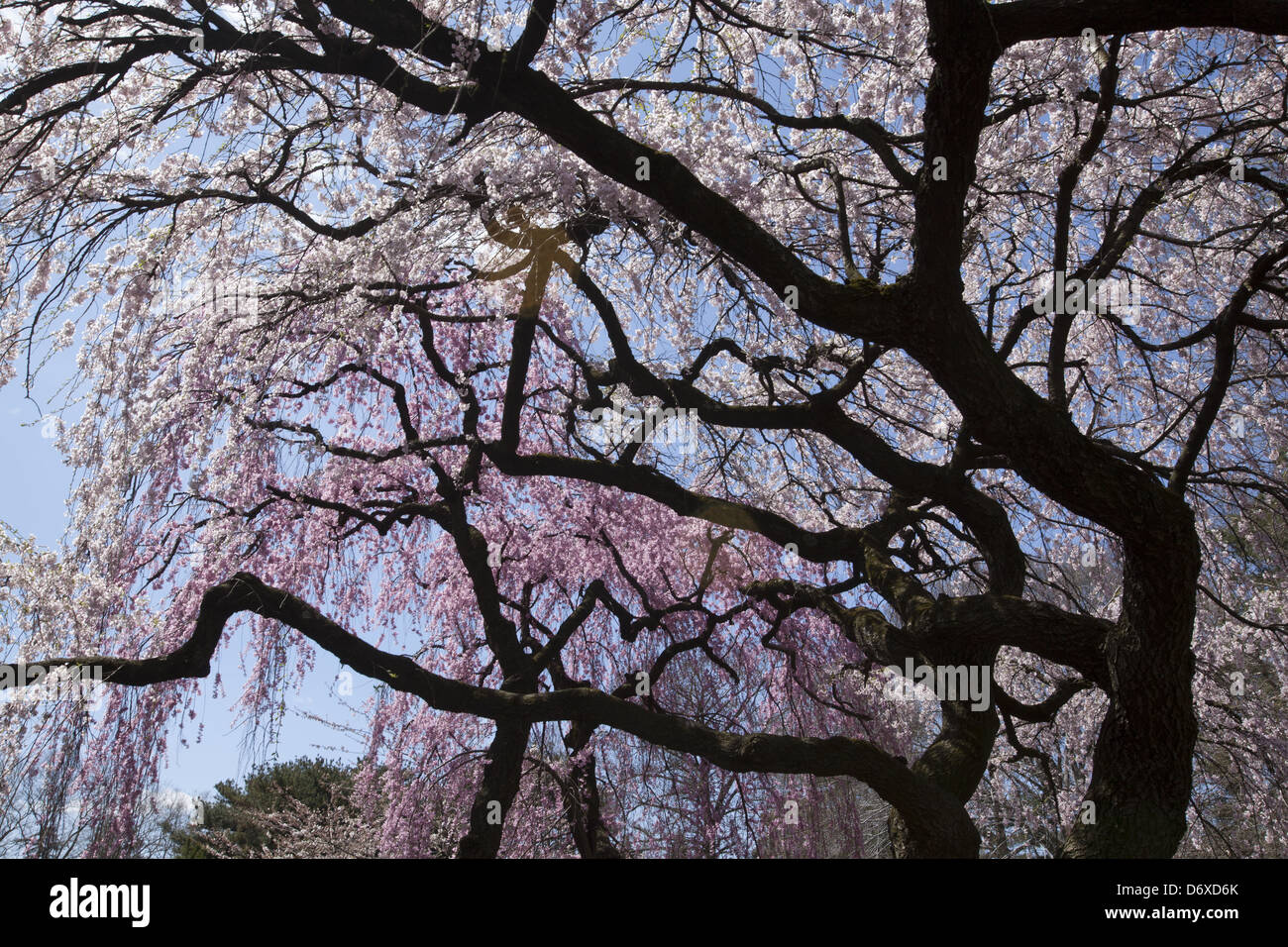 brooklyn botanic garden bloom map