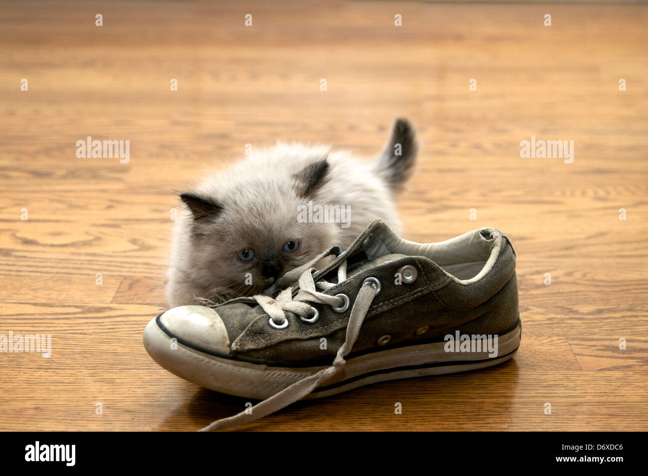 kitten plays with shoe Stock Photo Alamy