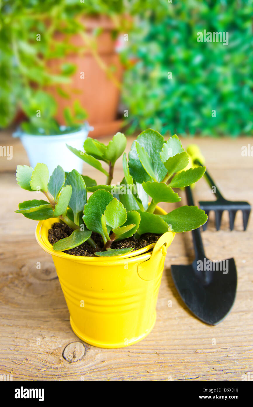 Seedlings of young plants and garden tools on a wooden surface (background). Gardening and spring concept Stock Photo