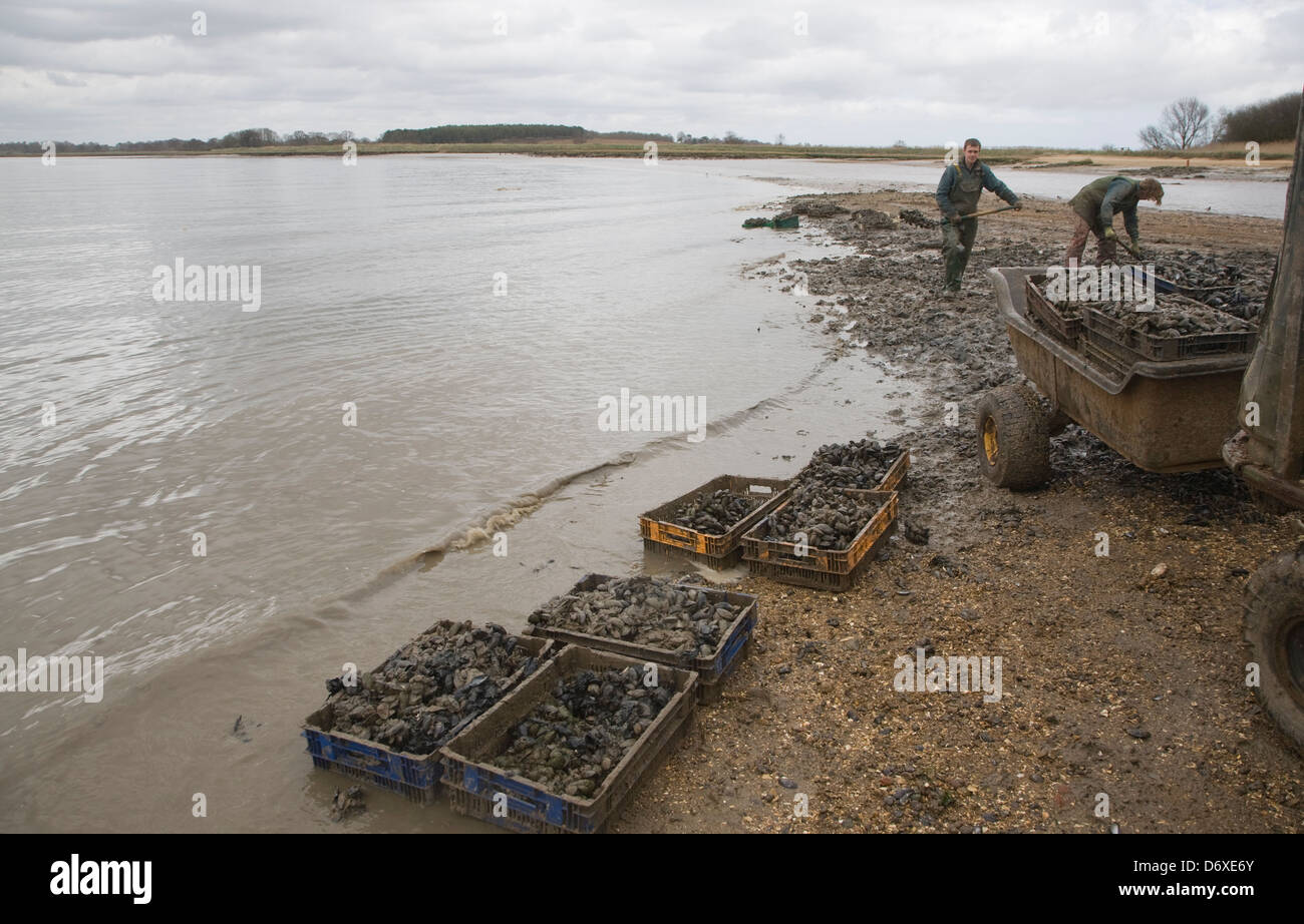 Collecting mussels River Deben, Ramsholt, Suffolk, England Stock Photo