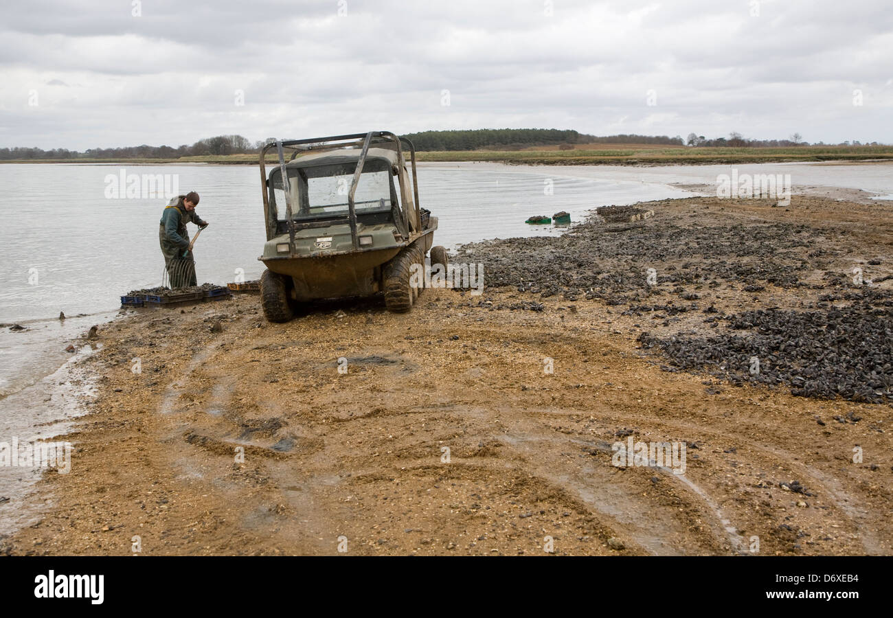 Collecting mussels River Deben, Ramsholt, Suffolk, England Stock Photo
