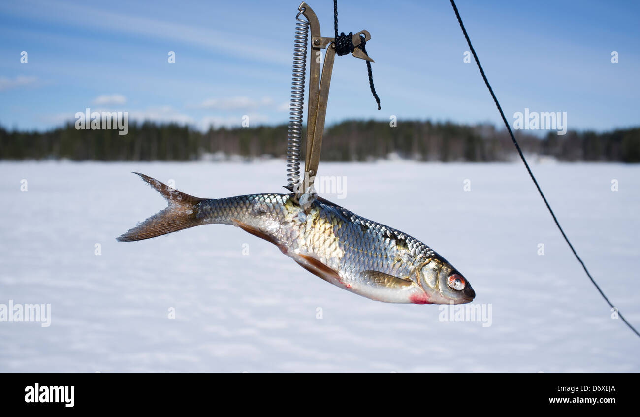 Spring-loaded baited hook using common roach ( rutilus rutilus ) as bait , Finland Stock Photo
