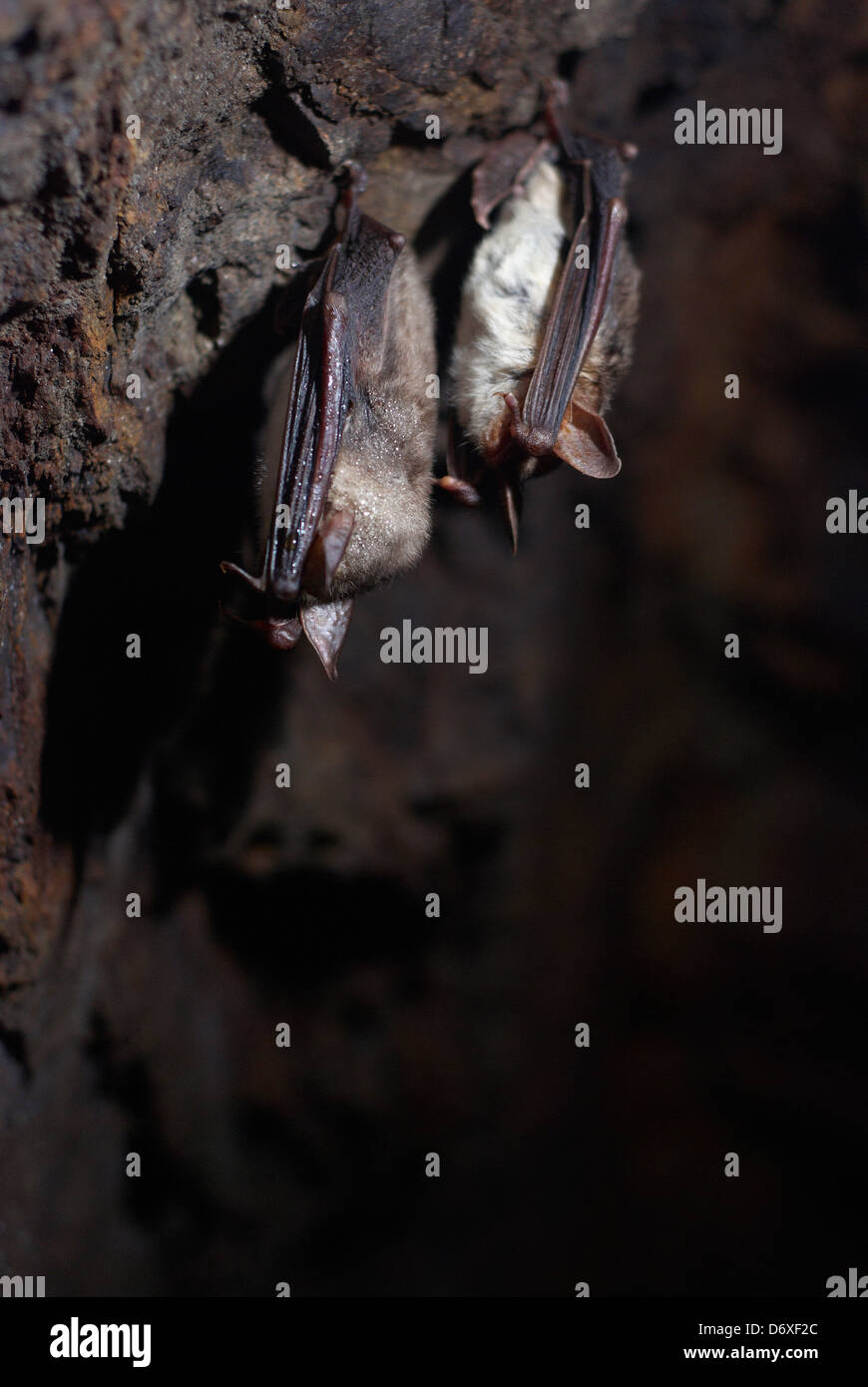 Common bats hibernating in a cave Stock Photo Alamy
