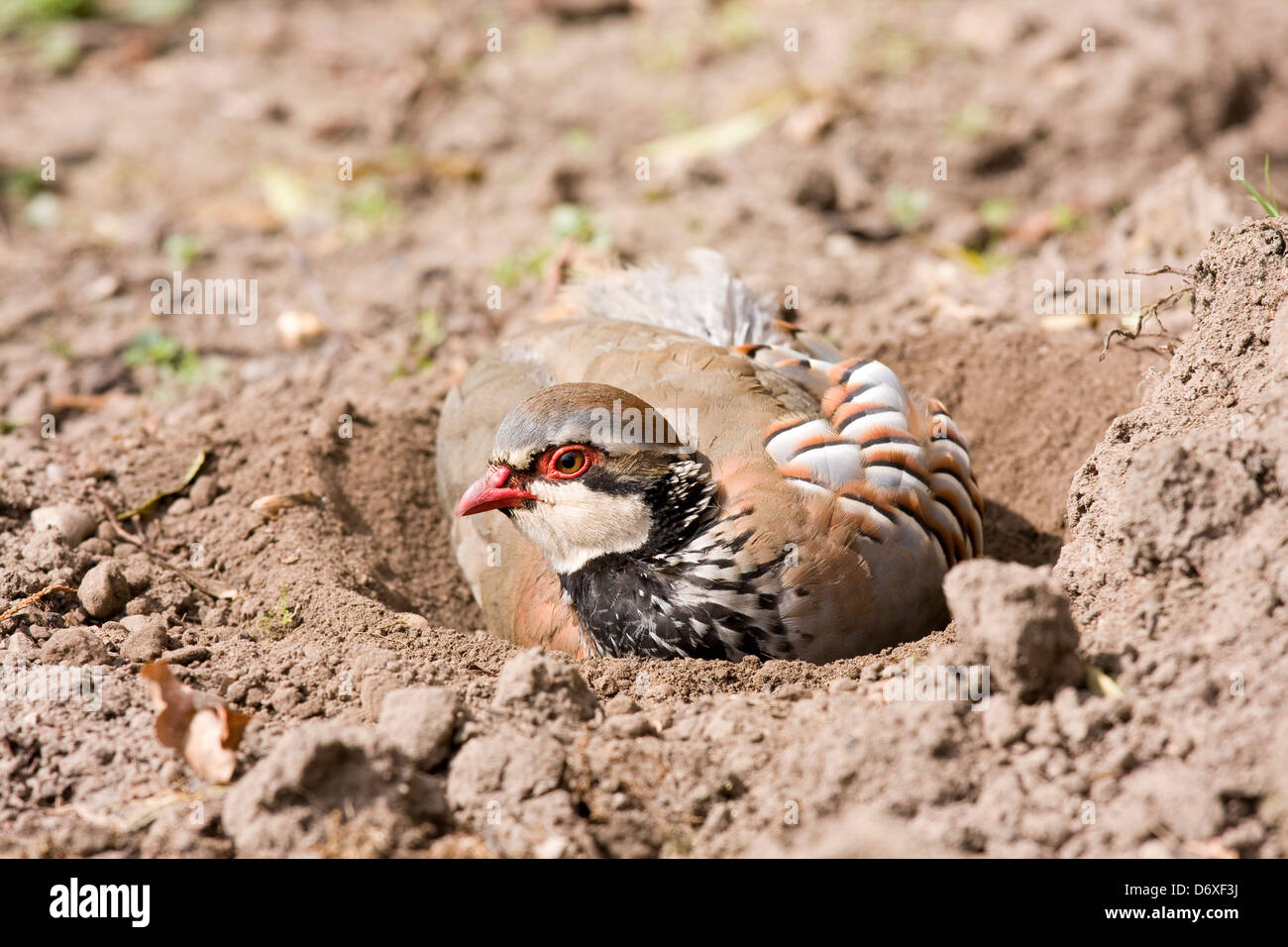 Red-legged Partridge Alectoris rufa Making a Shallow Nest Scrape Stock Photo