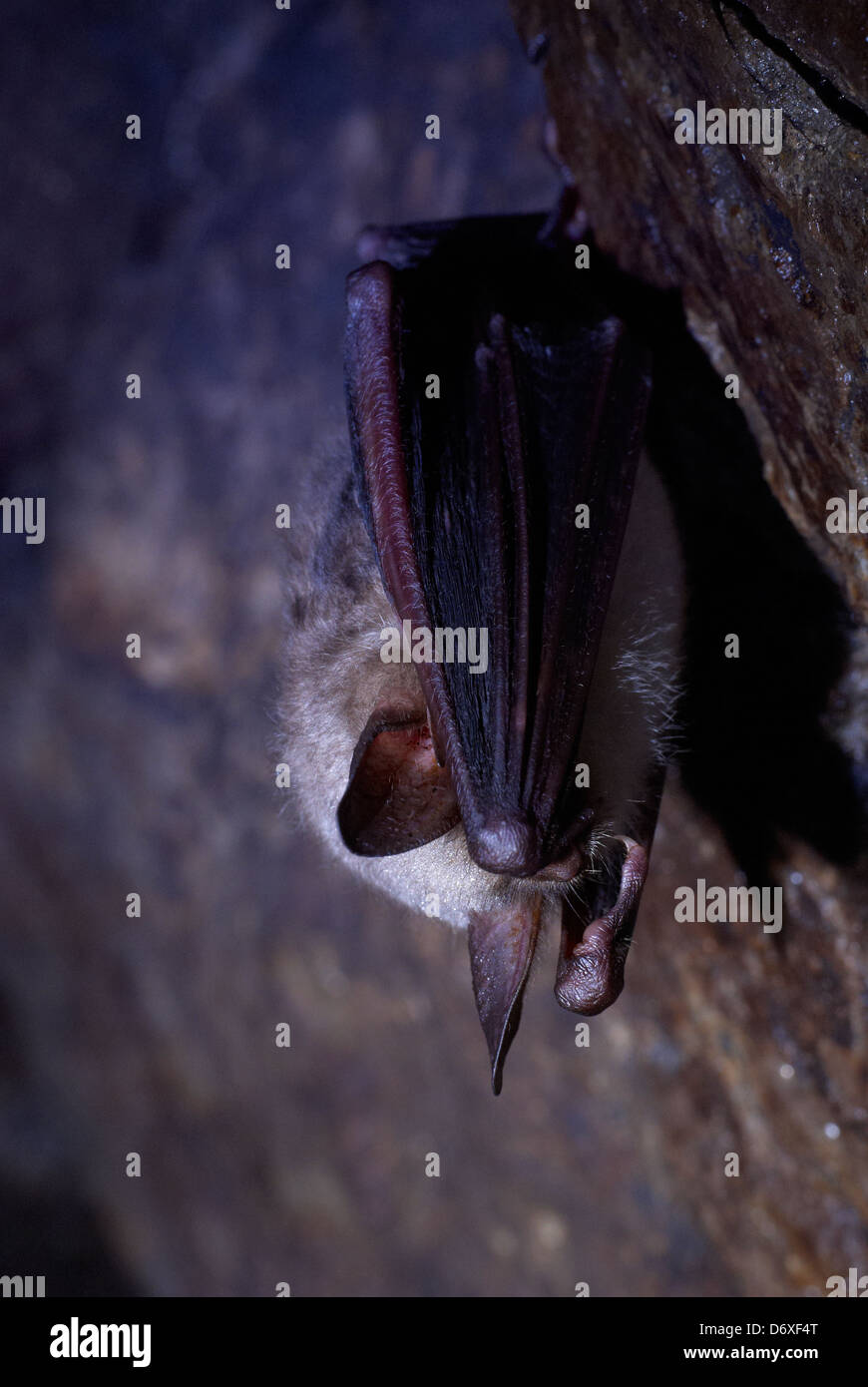 Common bat hibernating in a cave Stock Photo Alamy