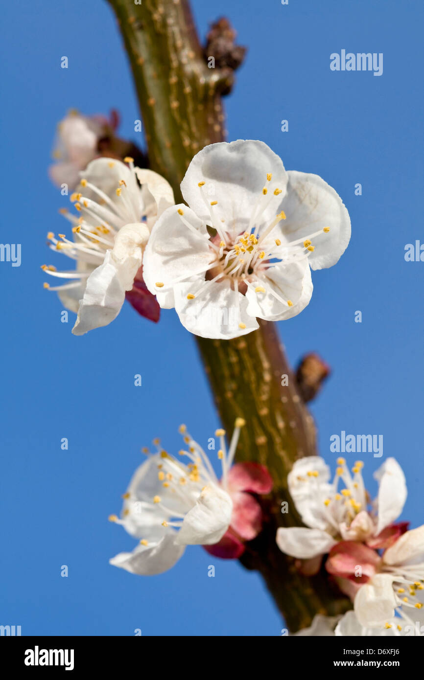 Apricot Blossom 'Moorpark' Stock Photo