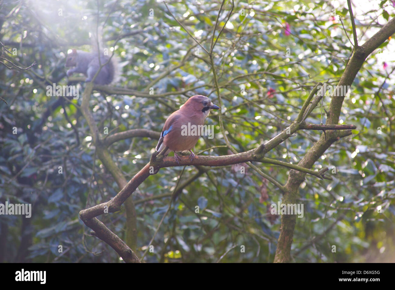 Jay and Grey Squirrel watching each other closely in golders hill park, london Stock Photo