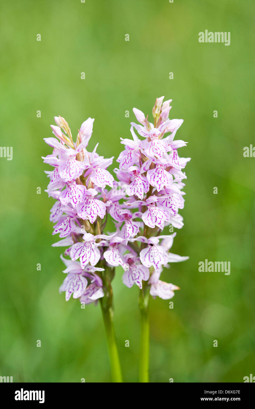 Heath Spotted Orchids Growing on a Wet Meadow - Dactylorhiza maculata Stock Photo