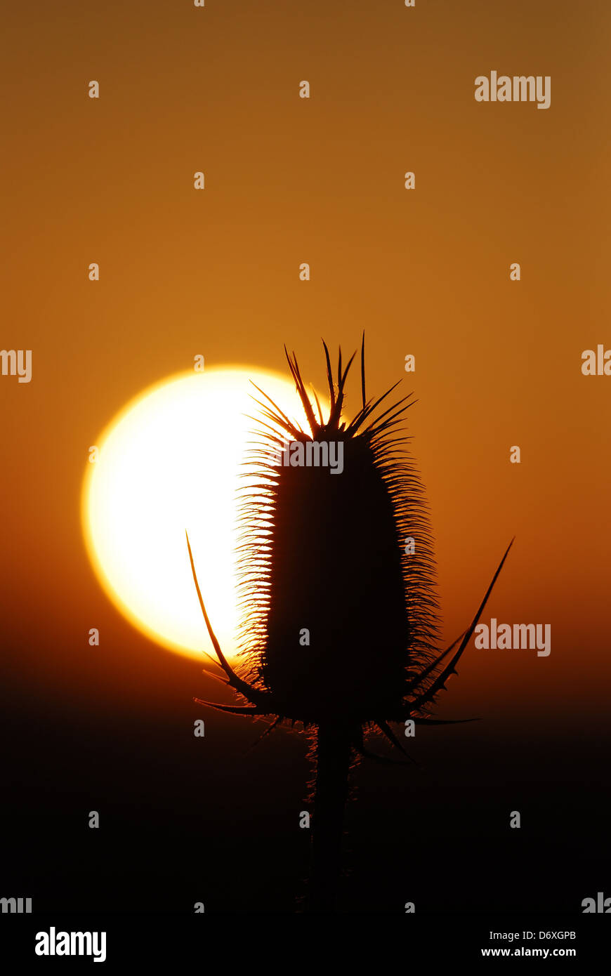 Photo from a cutleaf teasel with rising sun. Stock Photo