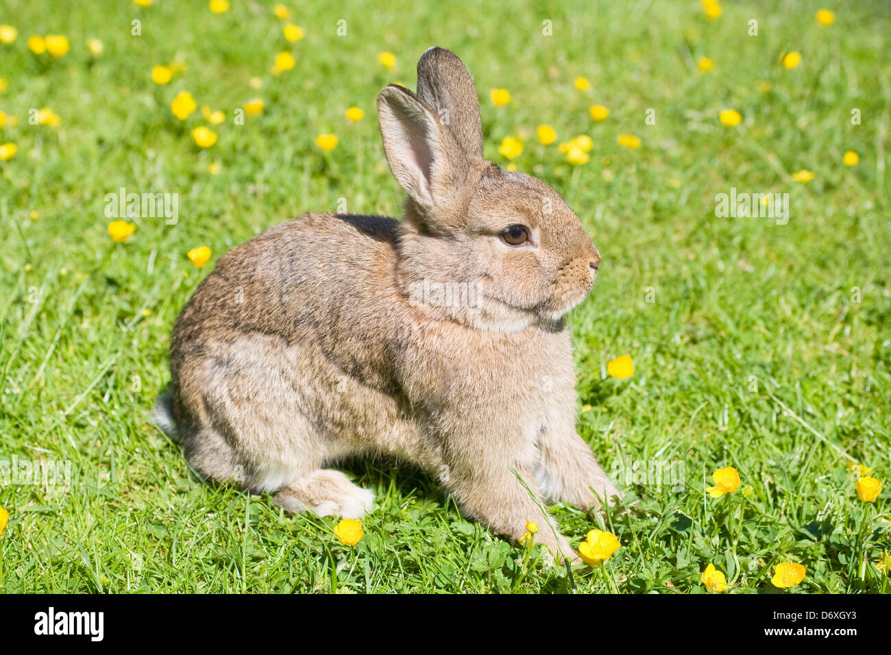 Crossbreed Rabbits Cross bred rabbit hi-res stock photography and images - Alamy
