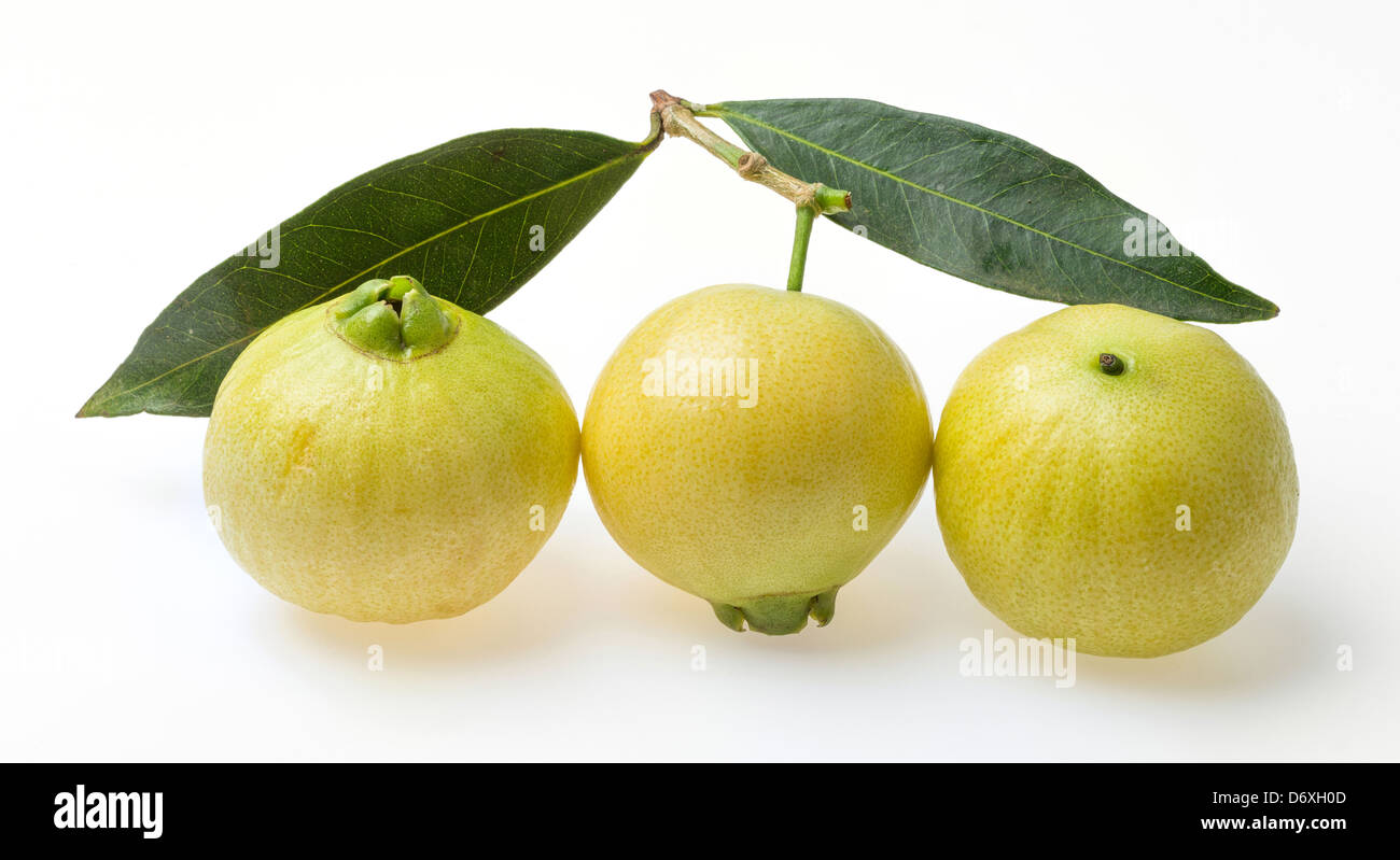 Syzygium jambos rose apple isolated on white background Stock Photo - Alamy