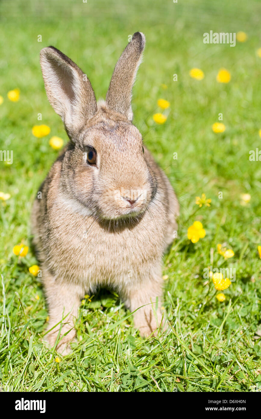 Cross bred rabbit hi-res stock photography and images - Alamy
