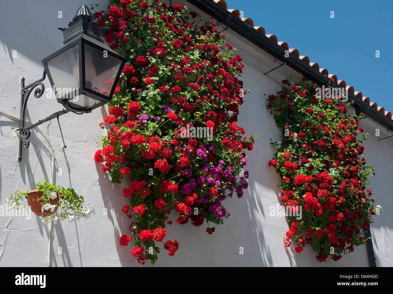 Windows and flowers, Cordoba, Region of Andalusia, Spain, Europe Stock Photo