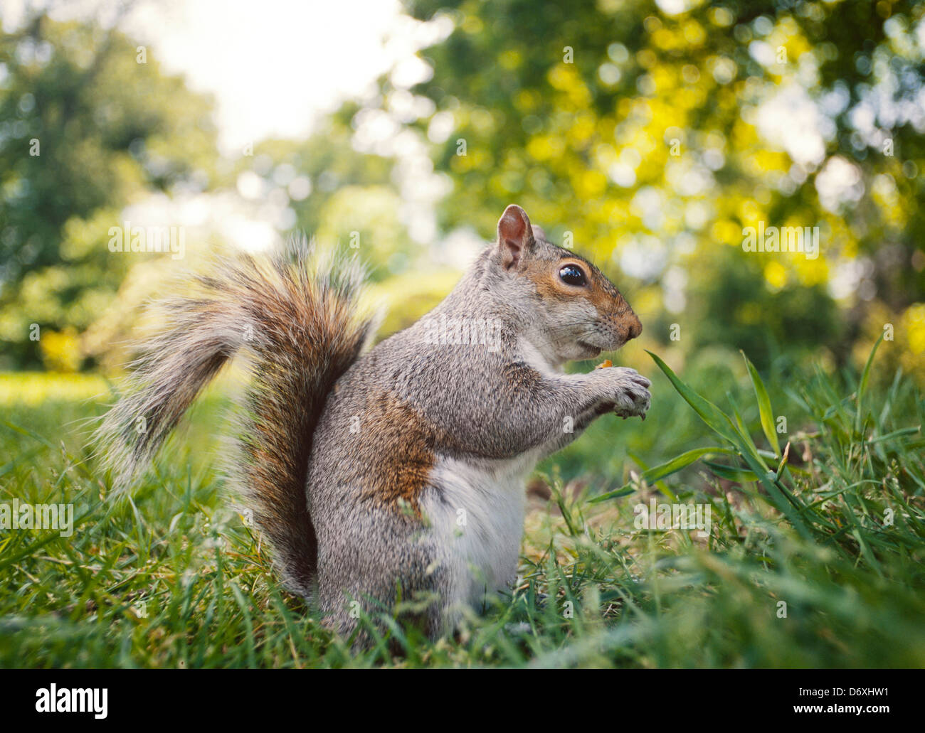 Grey squirrel, Sciurus carolinensis, in classic feeding pose, low viewpoint, grass Stock Photo