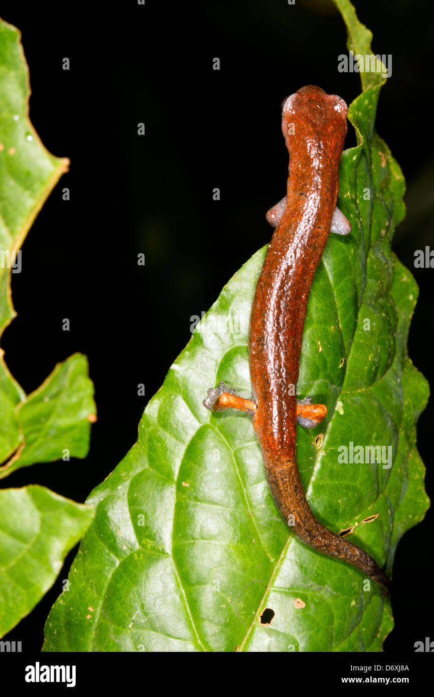 Amazon Climbing Salamander (Bolitoglossa peruviana) in the rainforest understory at night, Ecuador Stock Photo