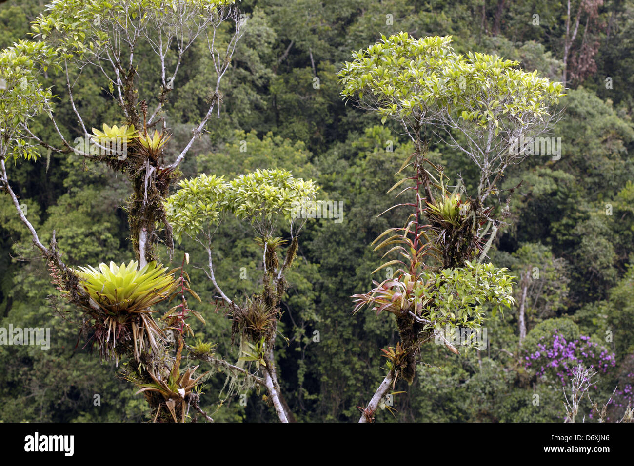 Cloudforest on an Andean hillside with bromeliads and other epiphytes. Stock Photo