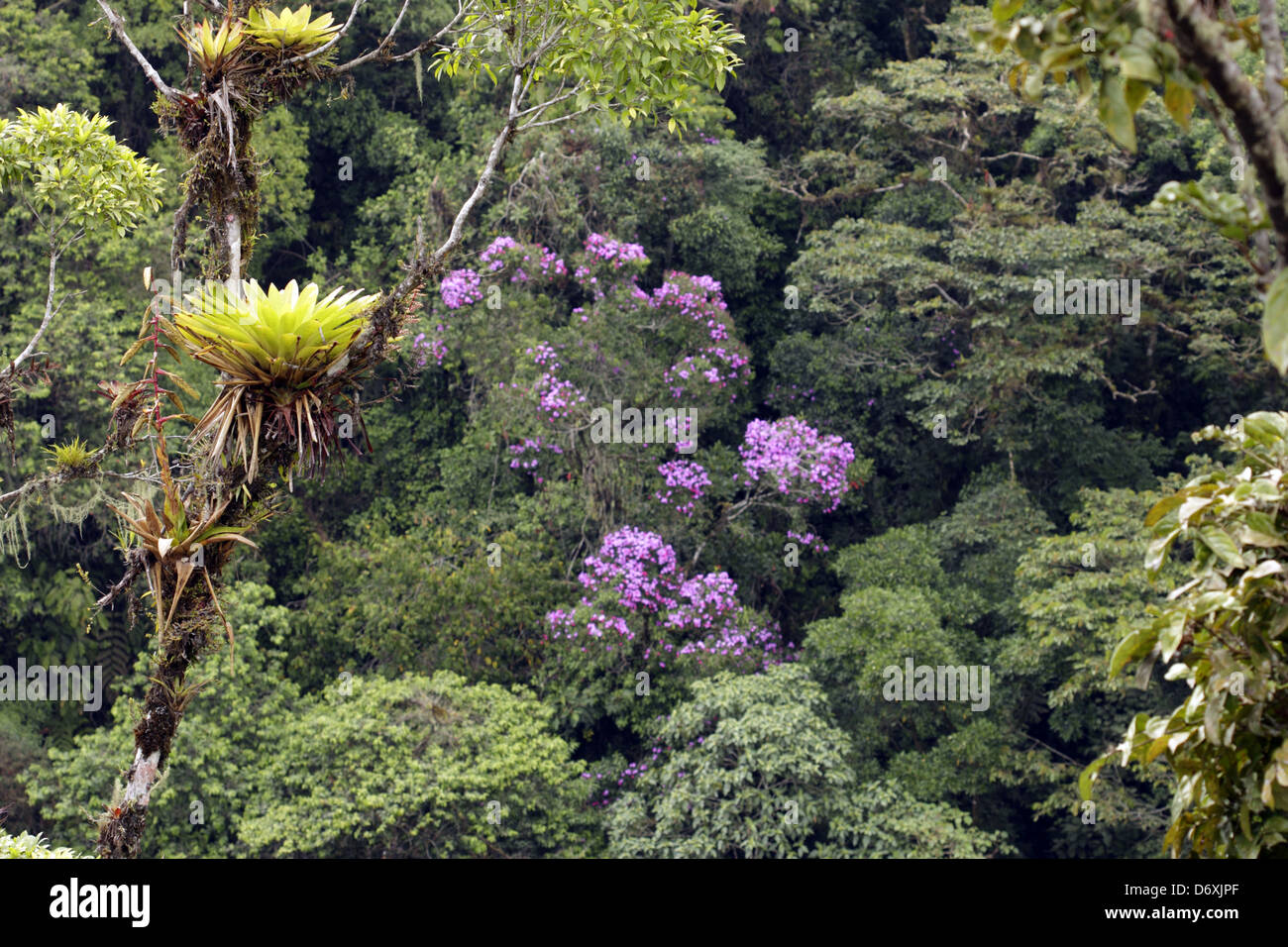Cloudforest on an Andean hillside with bromeliads and other epiphytes and tree, family Melastomataceae in flower. Stock Photo