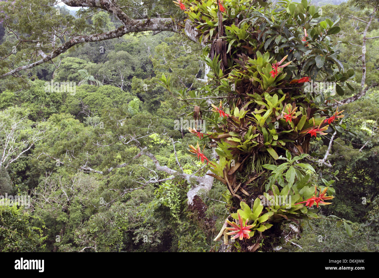 Bromeliads growing on a branch of a large Ceibo tree above the rainforest canopy, Ecuador. Stock Photo