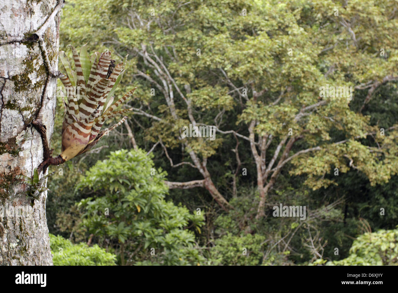 Bromeliad (Aechmea zebrina) growing on a tree trunk in the rainforest canopy, Ecuador. Stock Photo