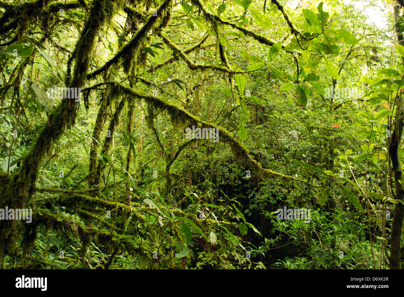 Interior of mossy cloudforest in the Andes, Ecuador Stock Photo