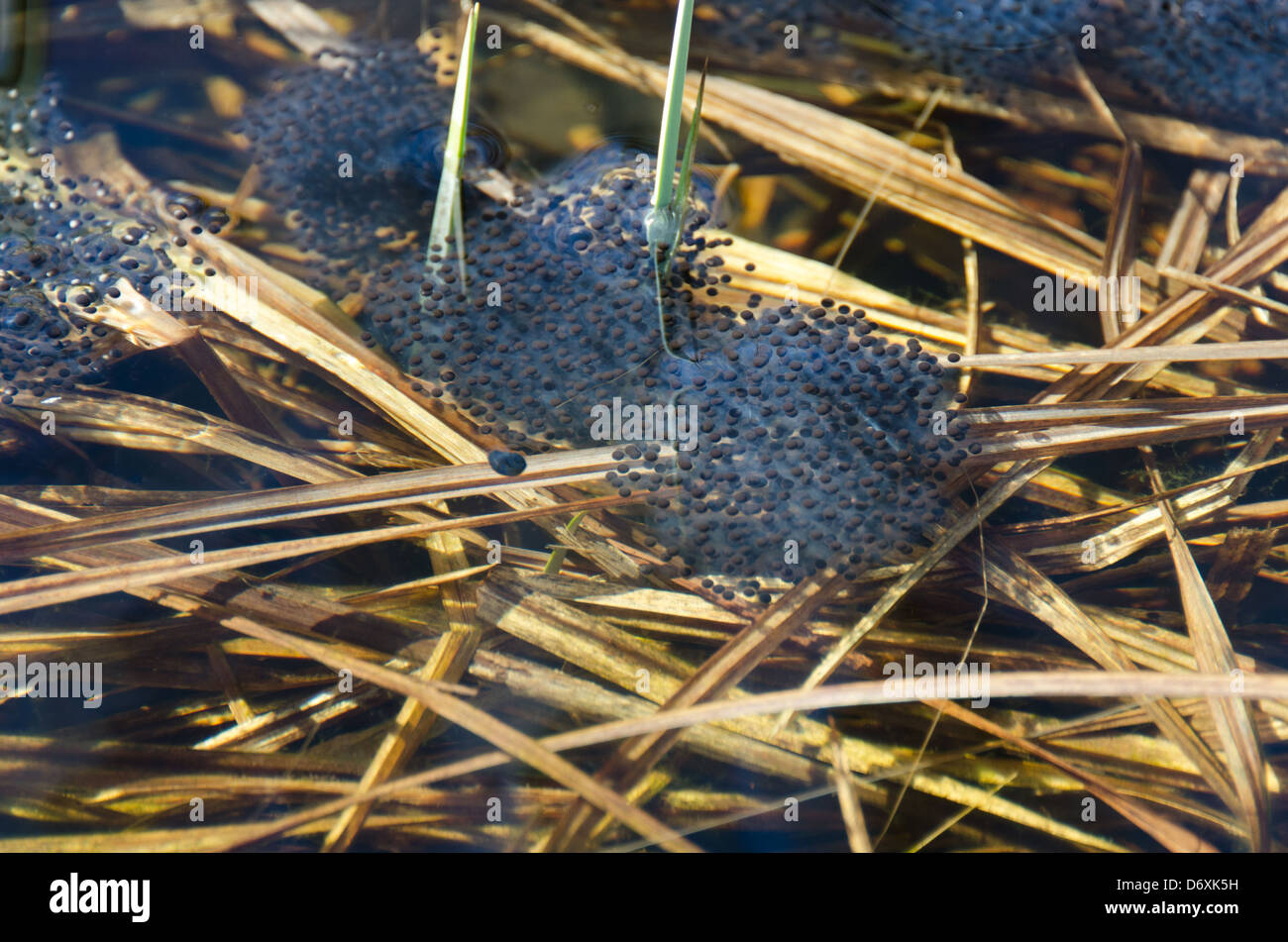 Wood Frog (Rana sylvatica) egg masses in a vernal pool, Acadia National Park, Maine. Stock Photo