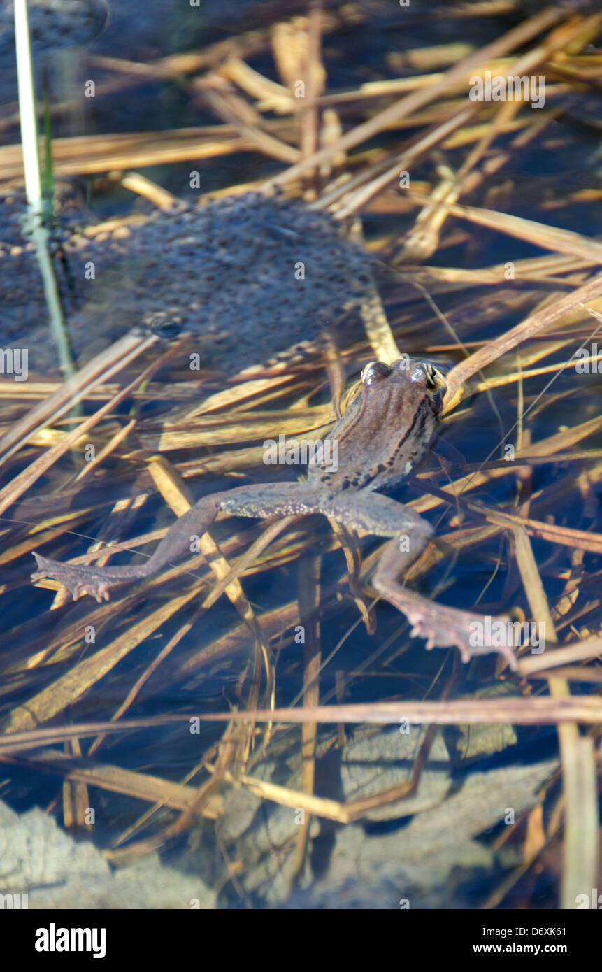 Wood Frog (Rana sylvatica) with egg masses in a vernal pool, Acadia