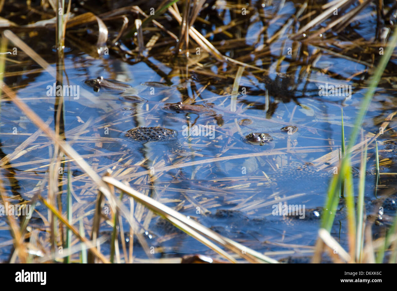 Three Wood Frogs (Rana sylvatica) with egg masses in a vernal pool