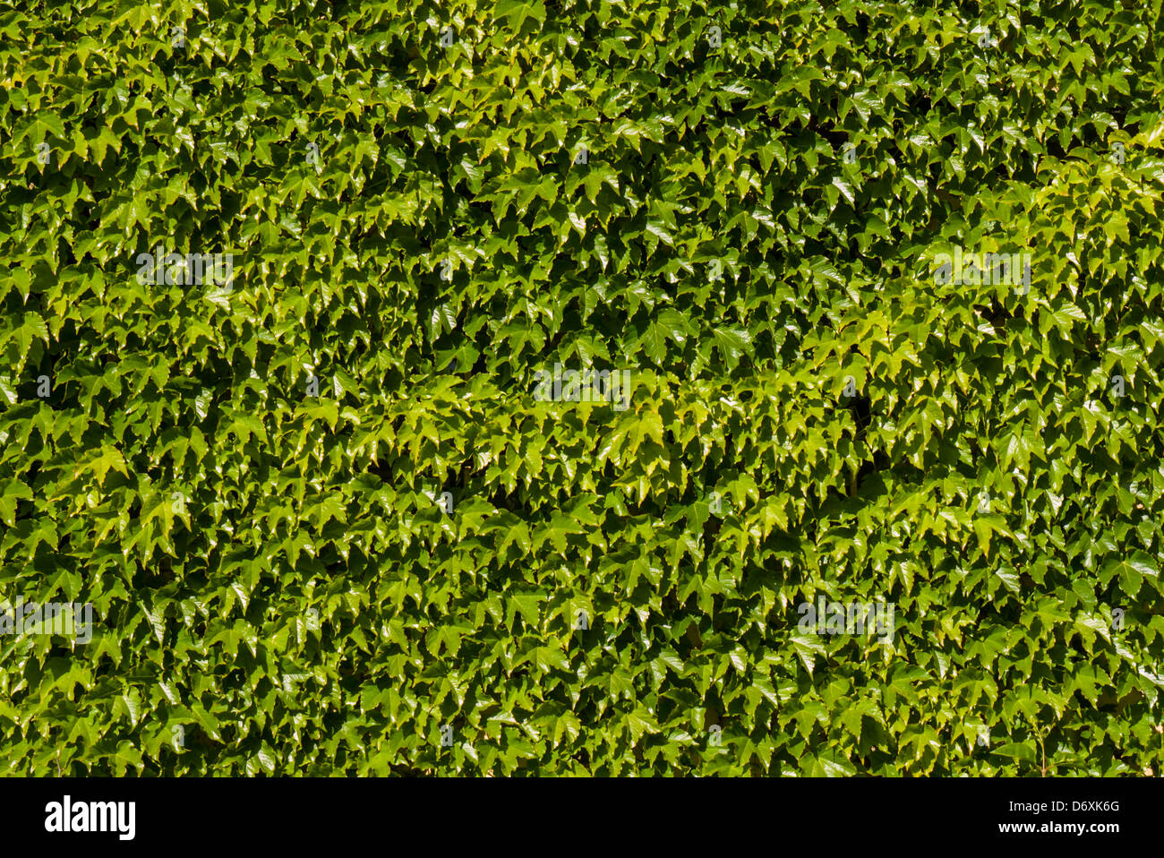 ivy, wall of leaves Stock Photo