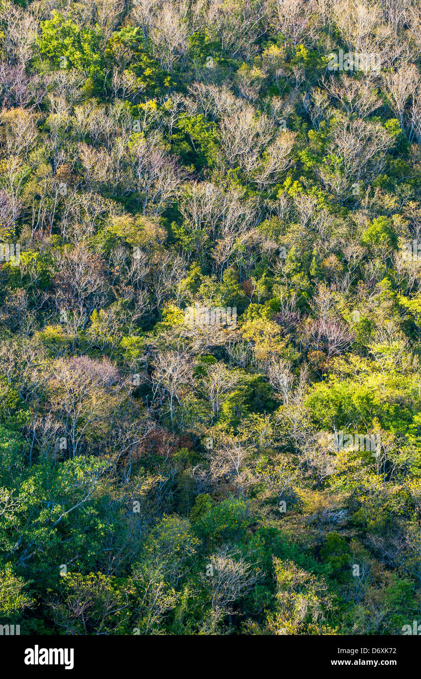 Plants of dominica hires stock photography and images Alamy