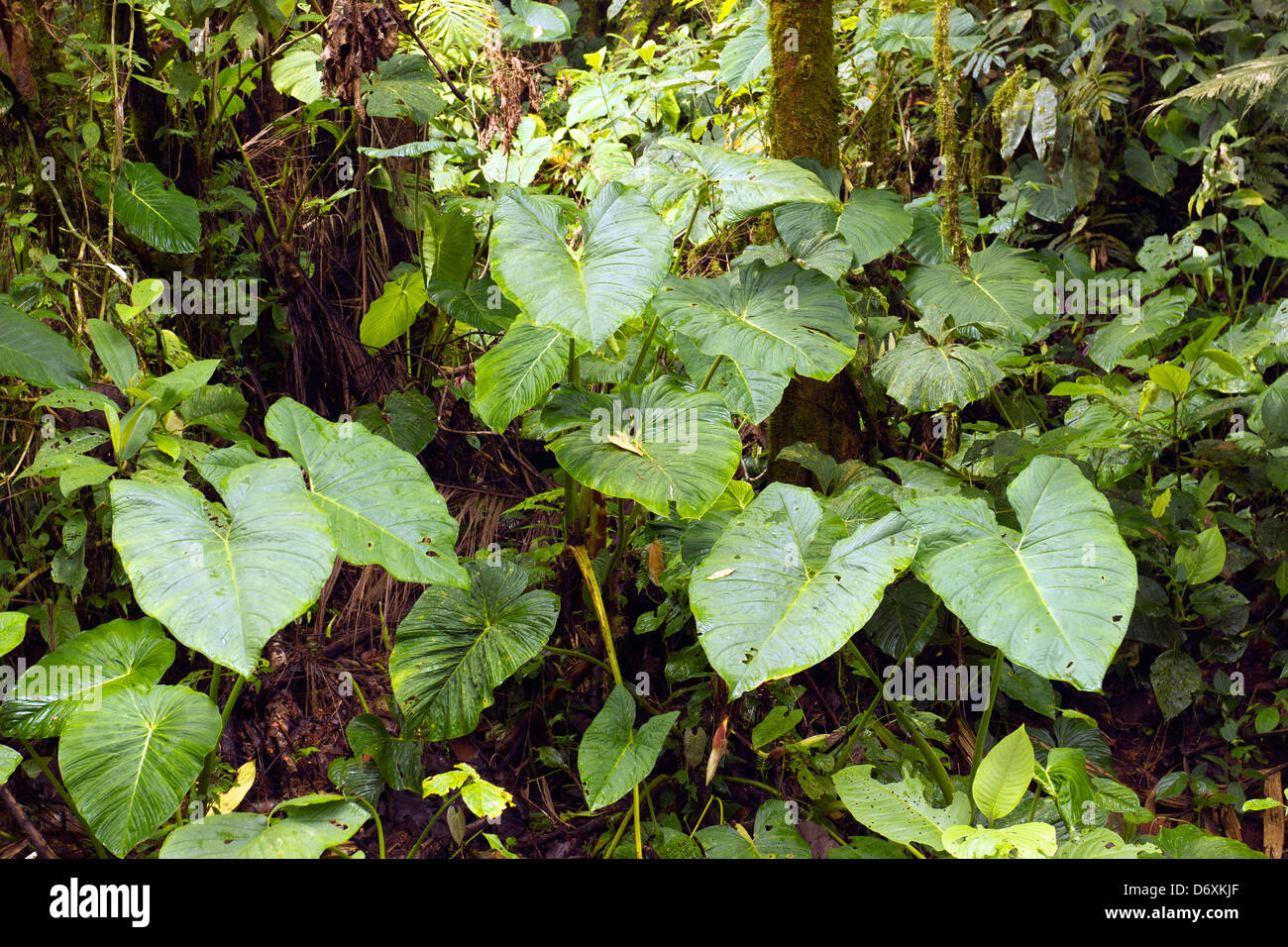 Giant aroid leaves in cloudforest in the Andes, Ecuador Stock Photo