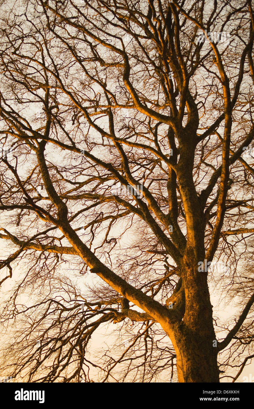 Beech Tree Silhouette High Resolution Stock Photography and Images - Alamy
