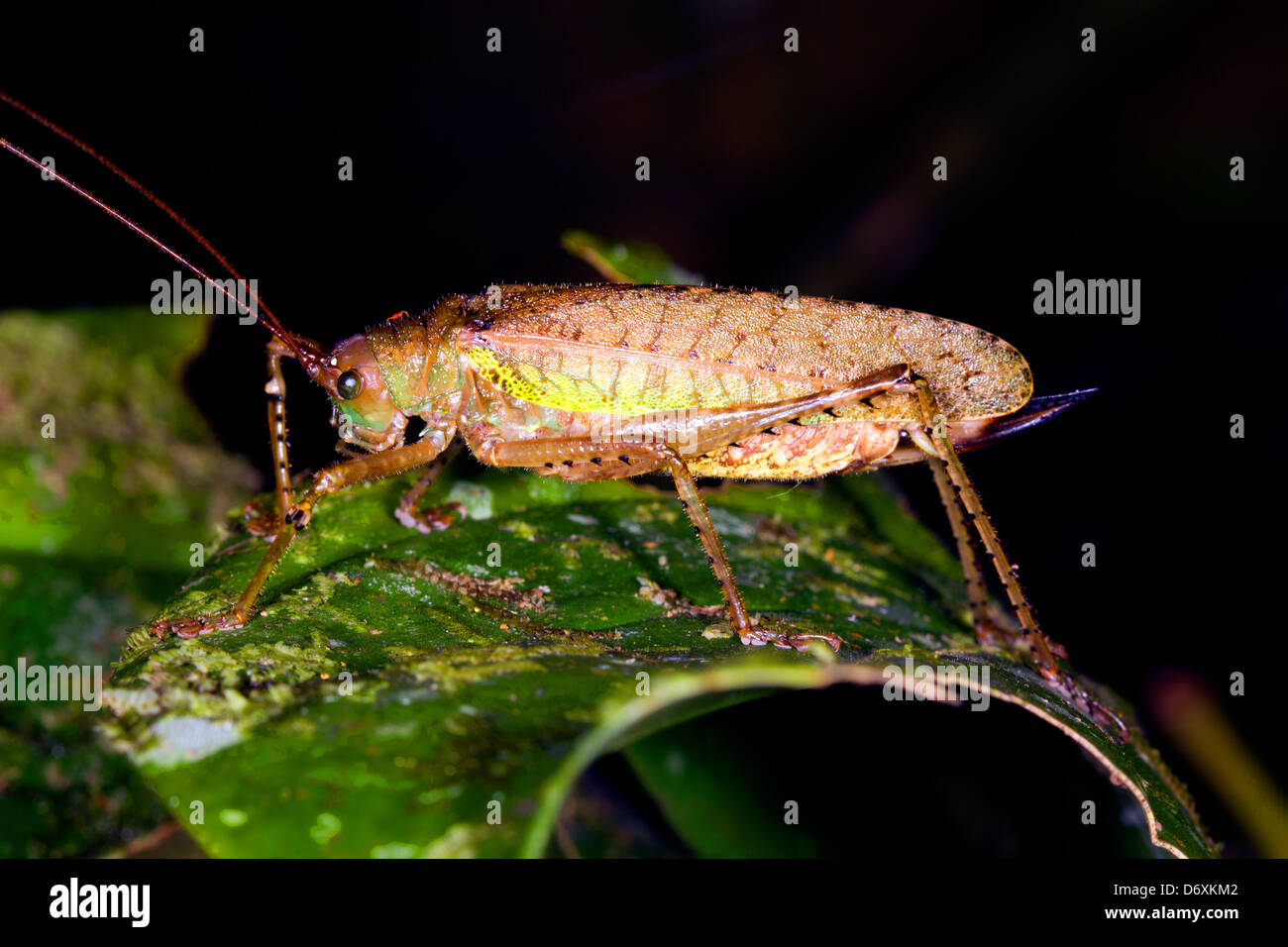 Large bush cricket in the rainforest, Ecuador Stock Photo