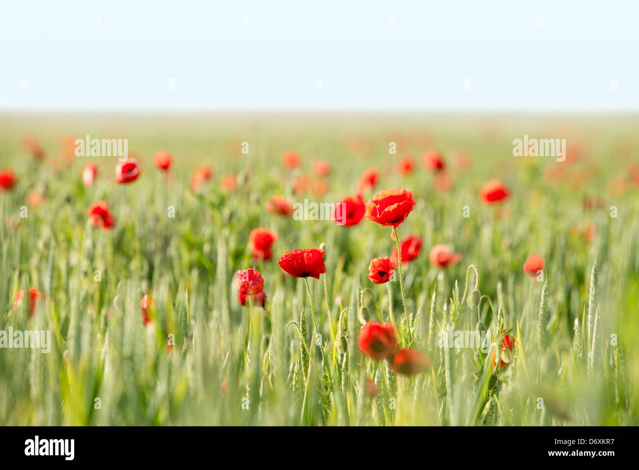 Blooming red Corn poppies (Papaver rhoeas) Stock Photo