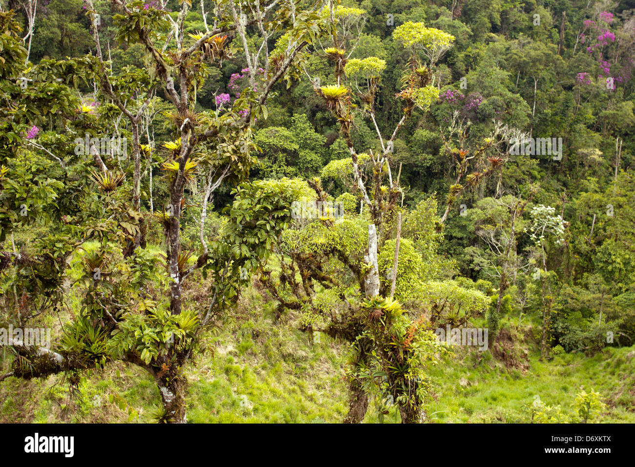 Cloudforest on the Amazonian slopes of the Andes in Ecuador Stock Photo