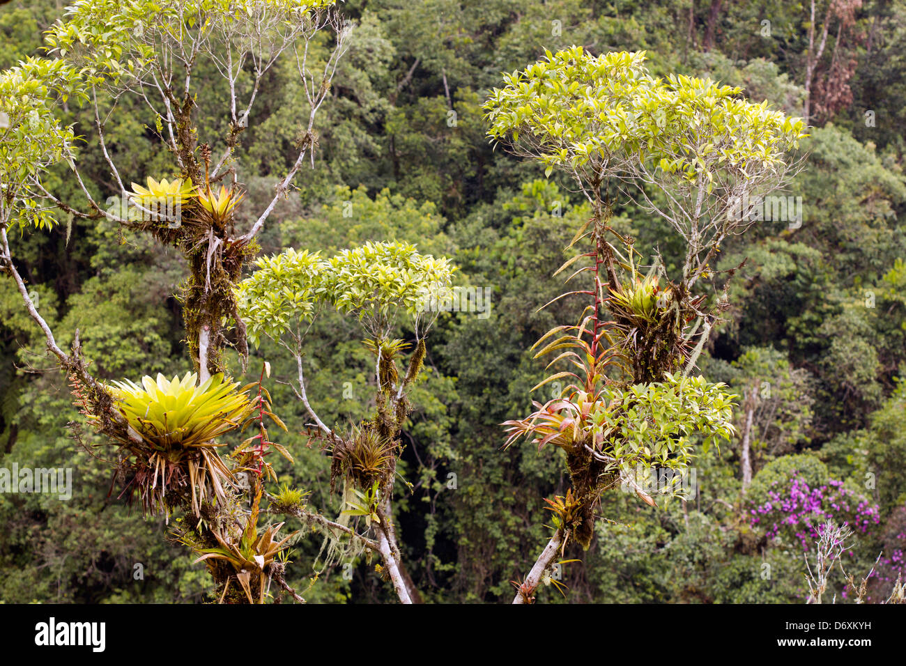 Cloudforest on the Amazonian slopes of the Andes in Ecuador Stock Photo