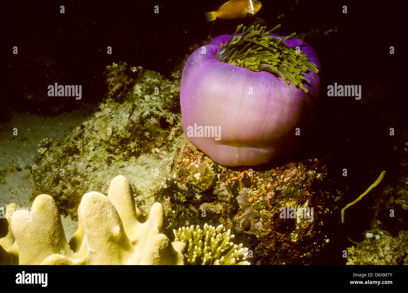 Blue Coral Seas,Underwater Photography,Maldives Oct 1989 Underwater Slide Conversions,Maldivian