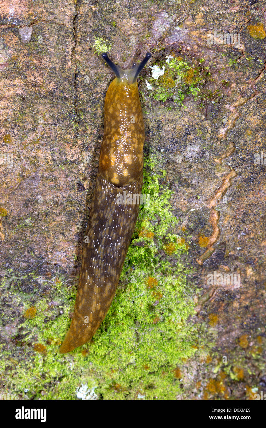 Yellow Slug (Limax flavus) Stock Photo