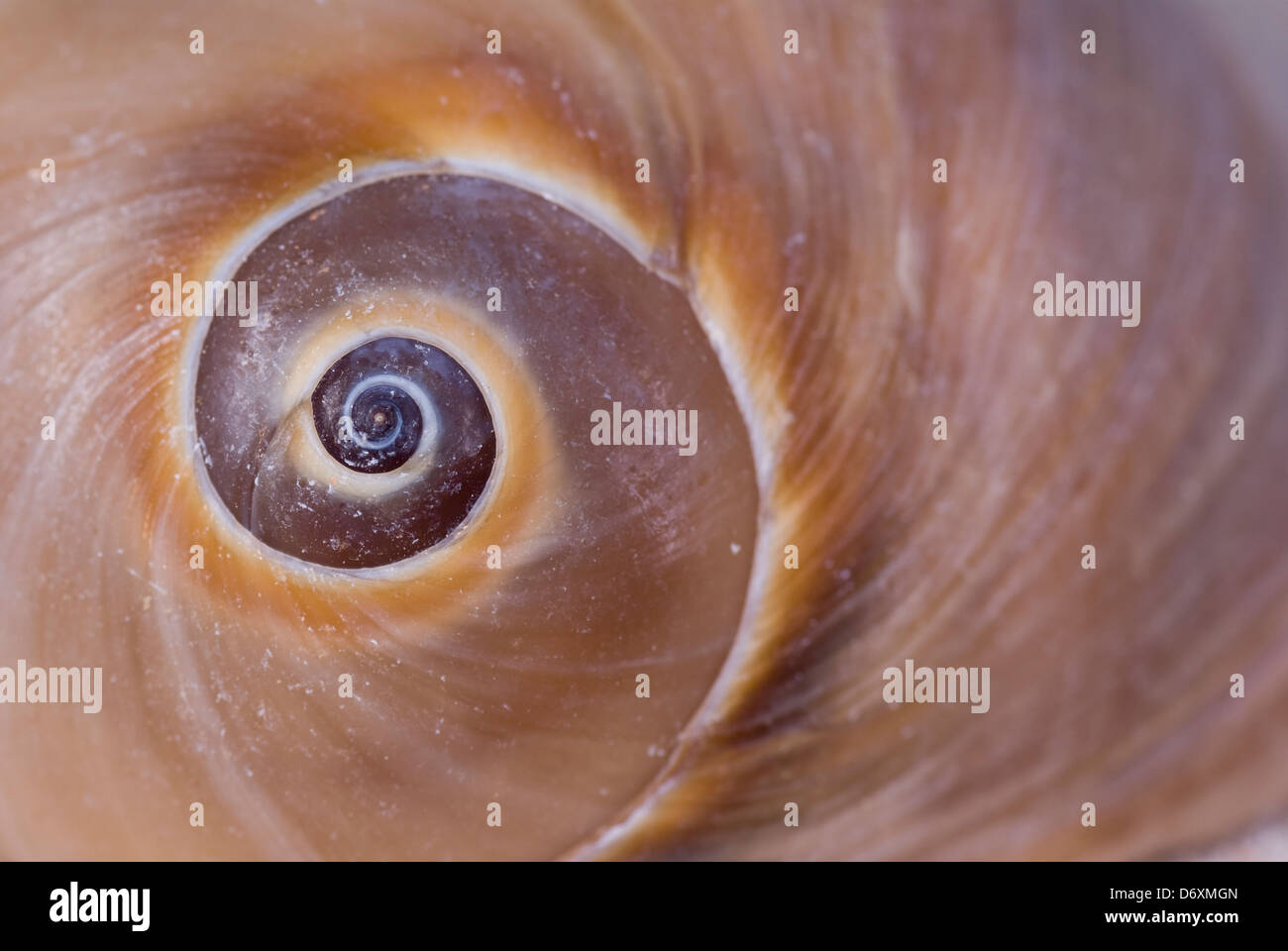 big brown sea shell snail as background Stock Photo