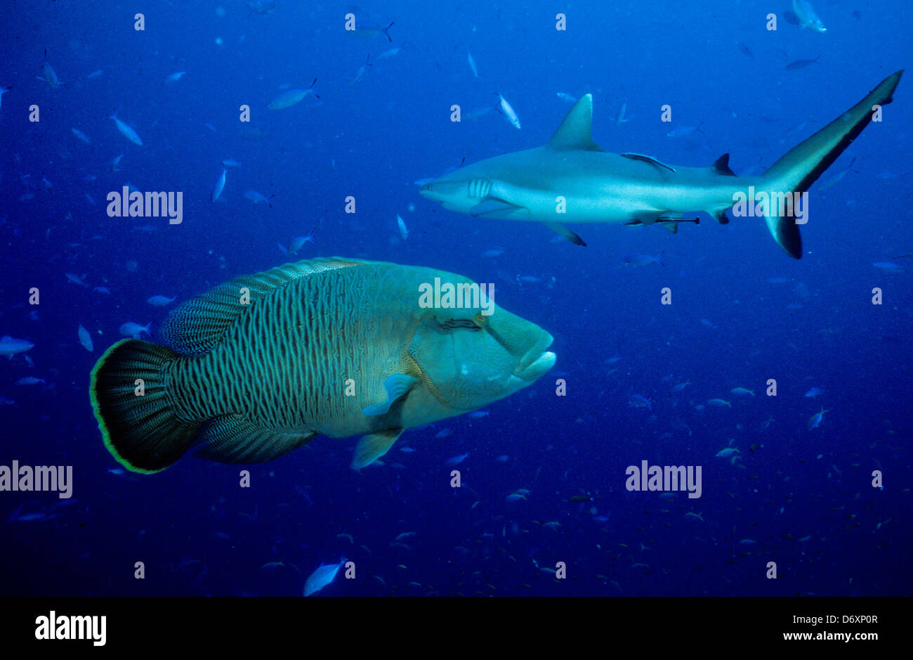 Blue Coral Seas,Underwater Photography,Maldives Oct 1989 Underwater