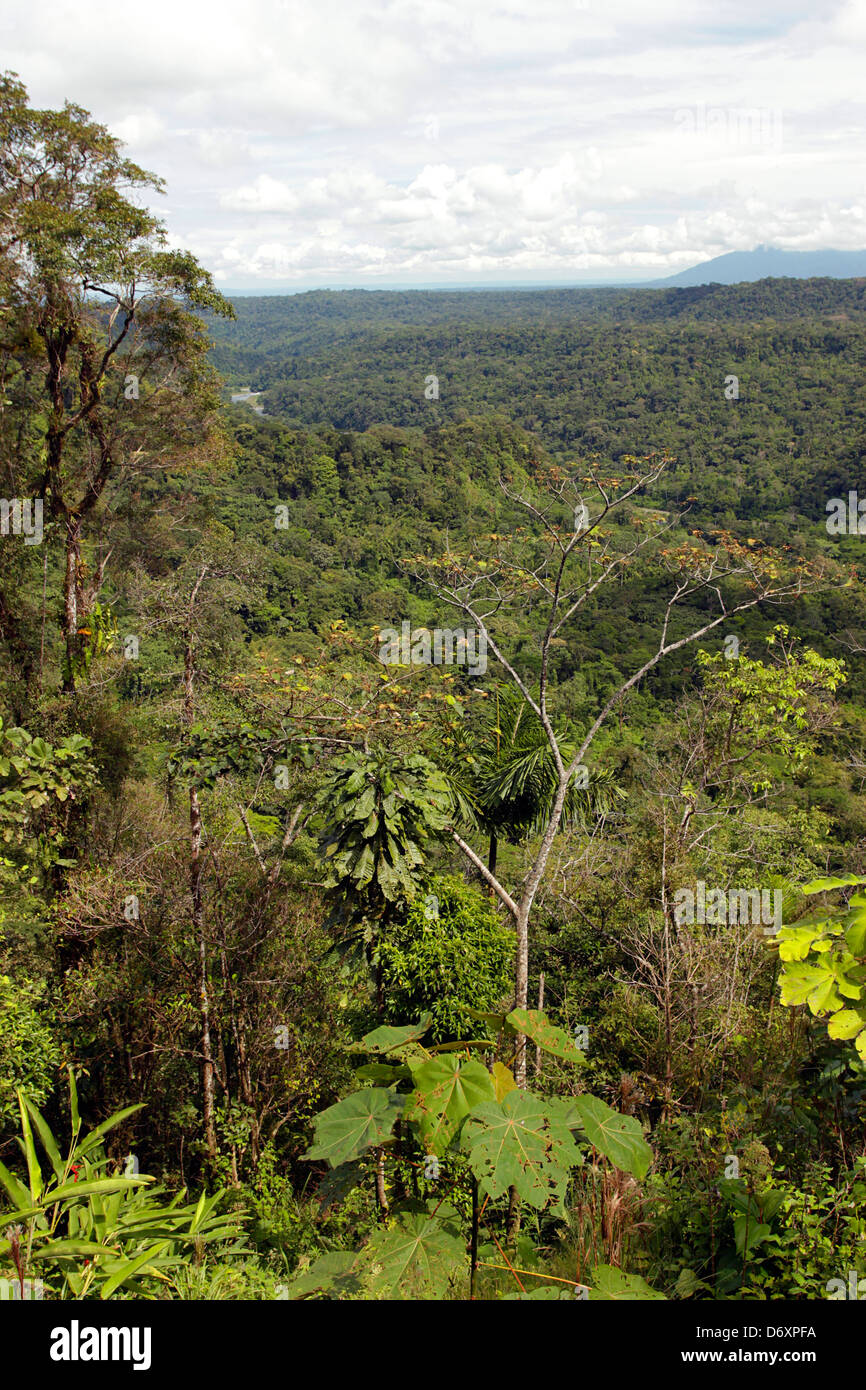 View over primary rainforest in the Ecuadorian Amazon Stock Photo