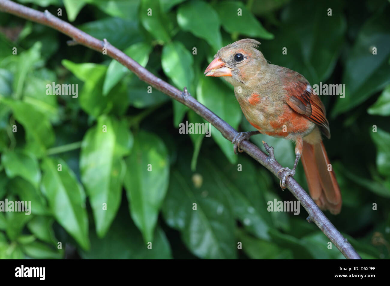 Cardinal chick hi-res stock photography and images - Alamy