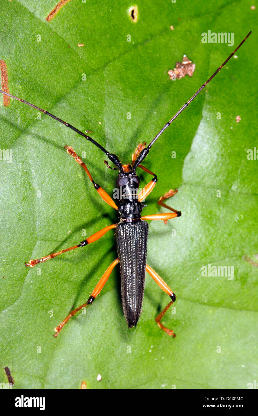 Longhorn beetle (family Cerambycidae) in rainforest, Ecuador Stock Photo