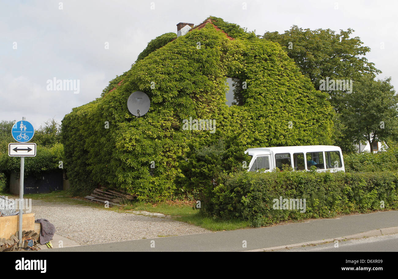 Friedrichskoog, Germany, Fassadenbegruenung in Rotdornallee Friedrichskoog Stock Photo