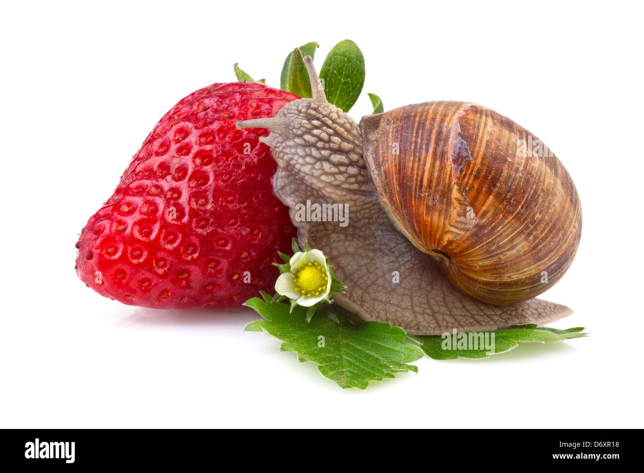 snail and strawberry on white background Stock Photo Alamy